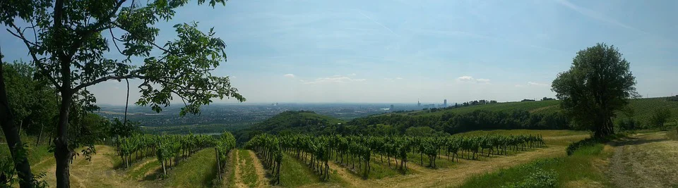 Panoramablick auf einen Weinberg auf sanften Hügeln, mit Reihen von Weinstöcken, einigen Bäumen und einer entfernten Stadtlandschaft unter einem klaren blauen Himmel.