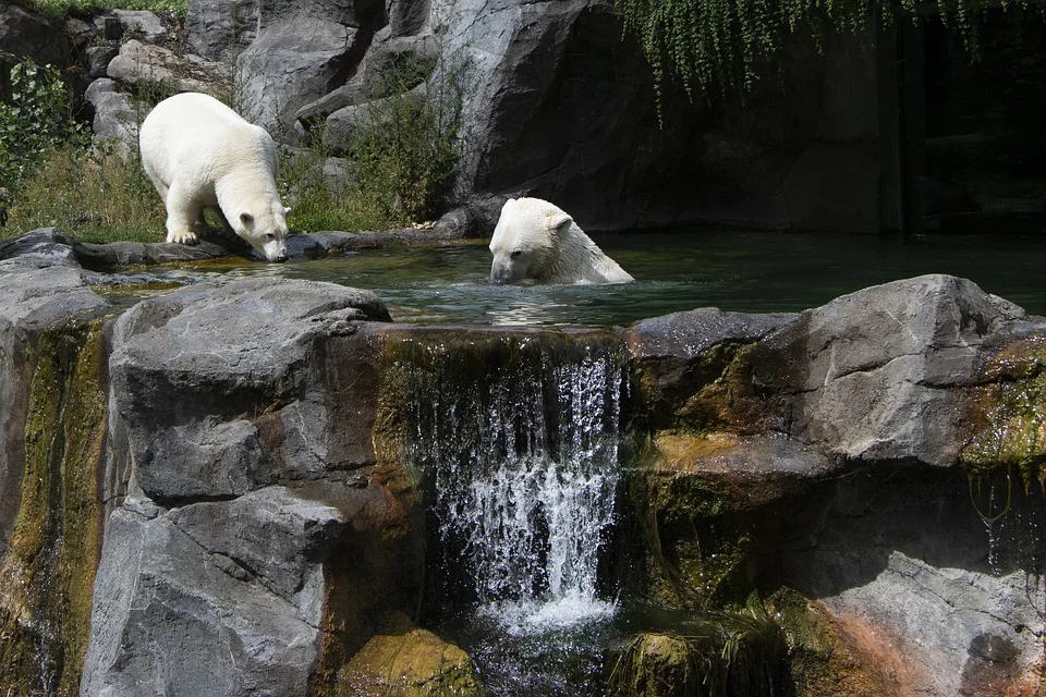 Zwei Eisbären befinden sich in einem felsigen Gehege; einer watet in einem Becken, während der andere am Rande des Wassers steht, in der Nähe eines kleinen Wasserfalls, der über Felsen herabstürzt.