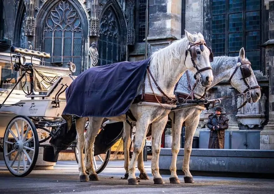 Две белые лошади в упряжке стоят перед белой каретой, готовые к поездке. У одной из лошадей на спине наброшено одеяло темного цвета. Они стоят перед историческим зданием с богато украшенной готической архитектурой. На заднем плане виден человек.