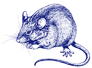 Modrá tušová ilustrace myši z profilu. Myš má detailní kožíšek, vousky a dlouhý ocas, vše dovedně nakreslené. Skica ukazuje realistické a zároveň umělecké zobrazení malého zvířete.