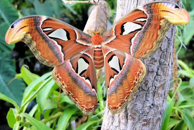 Viena con niños - Casa de las Mariposas